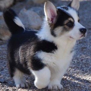 Meet your Posher, Carrie